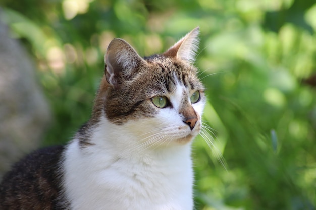 Gatto sveglio che si siede nel giardino