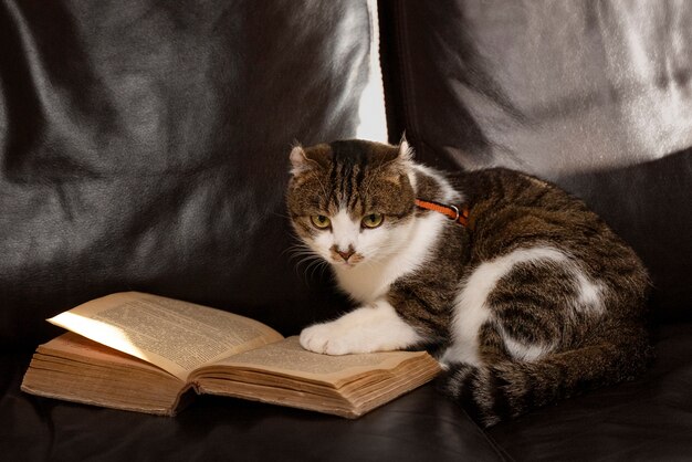 Gatto sveglio con il vecchio libro