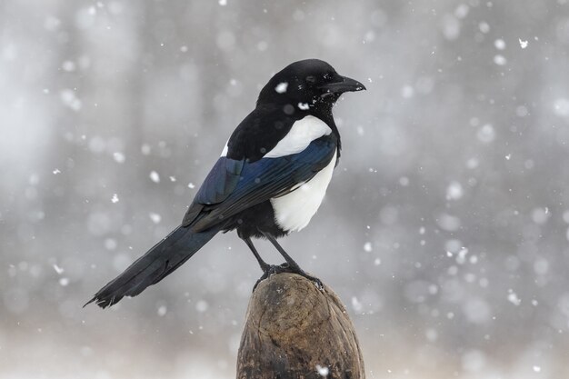 Gazza dal becco nero in piedi su legno durante la nevicata di giorno