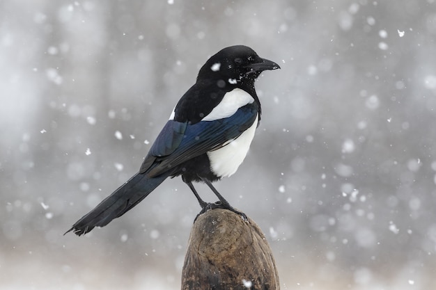 Gazza dal becco nero in piedi su legno durante la nevicata di giorno