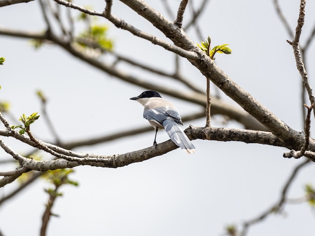 Gazza dalle ali azzurre appollaiata su un ramo di un albero
