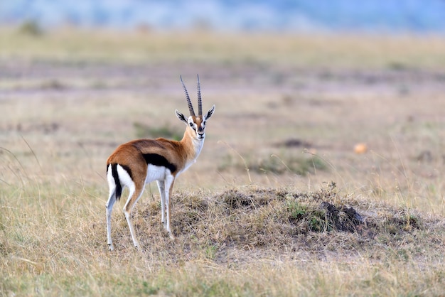 Gazzella di Thomson sulla savana nel parco nazionale dell'Africa