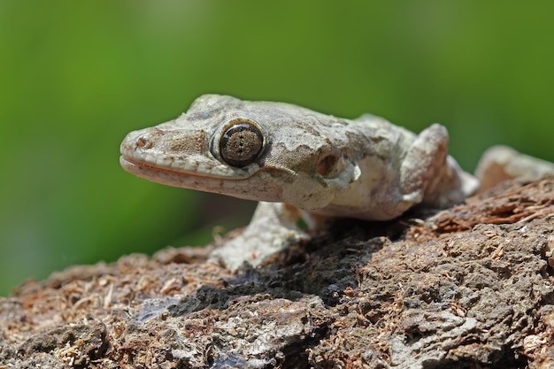 Geco volante del bambino su foglie secche mimetico del geco volante sulla corteccia