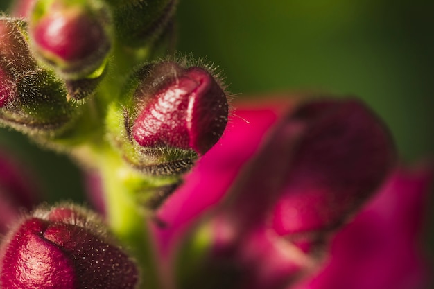 Gemme chiuse di fiori vinosi