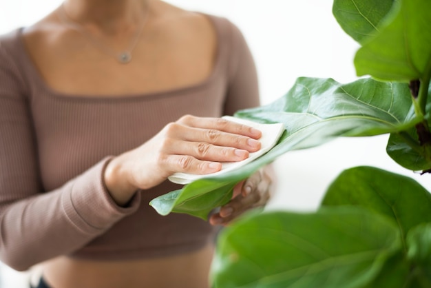 Genitore della pianta della donna che pulisce le foglie della pianta d'appartamento