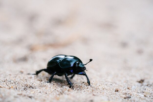 Geotrupes Stercorarius che cammina su un prato sabbioso