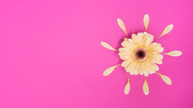 Gerbera fiore con petali sul tavolo