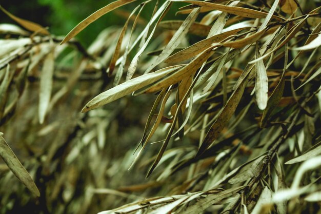 Germinazione crescente nuovo piccolo albero all&#39;aperto