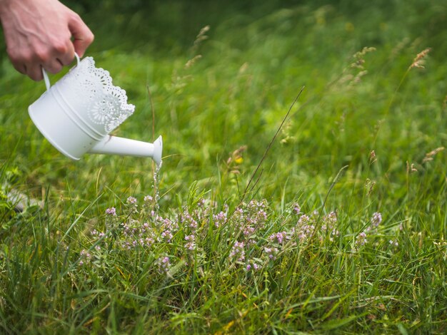 Germogli irrigati da un annaffiatoio