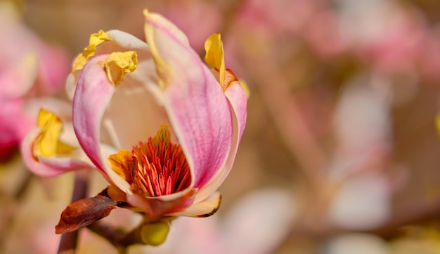 Germoglio di magnolia in fiore Primo piano di un fiore di magnolia uno dei primi fiori primaverili Messa a fuoco selettiva Idea per una cartolina o un invito fiori primaverili