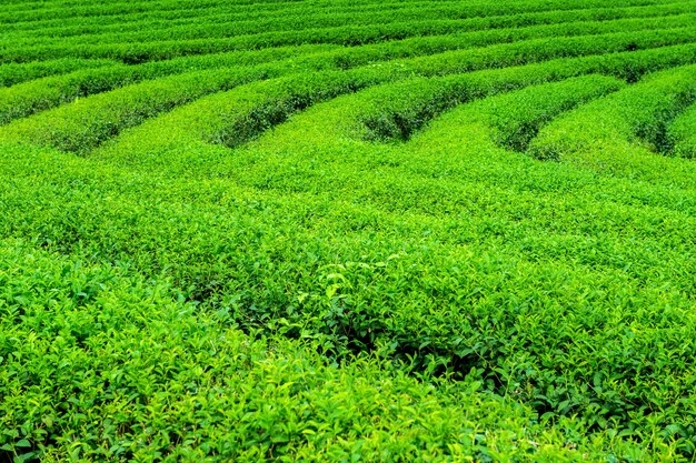 Germoglio e foglie del tè verde. Piantagioni di tè verde al mattino. Sullo sfondo della natura.