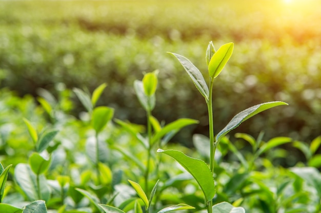 Germoglio e foglie del tè verde. Piantagioni di tè verde e soleggiate al mattino.