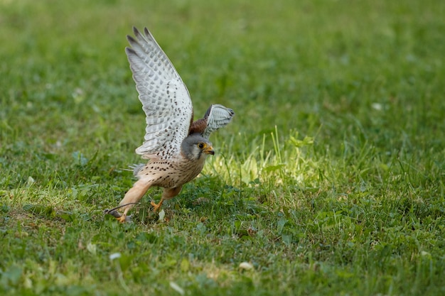 Gheppio comune. Falco tinnunculus piccoli rapaci