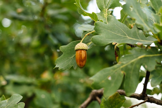 Ghianda in albero con il colpo del primo piano delle foglie