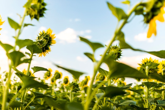 Giacimento del girasole con il cielo