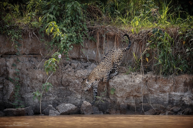 Giaguaro americano nell'habitat naturale della giungla sudamericana