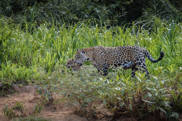 Giaguaro americano nell'habitat naturale della giungla sudamericana