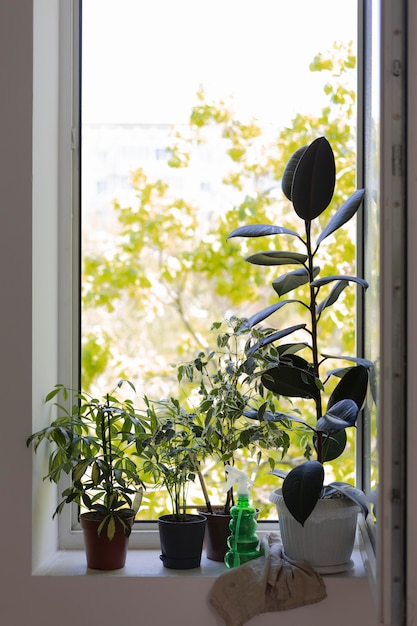 Giardinaggio in casa con le piante