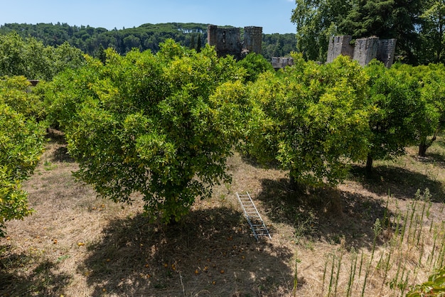 Giardini del Castello dei Templari sotto la luce del sole e un cielo blu a Tomar in Portogallo