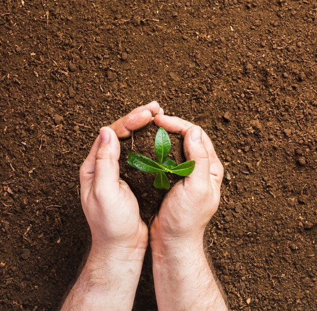 Giardiniere che pianta sulla terra