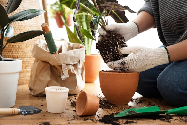 Giardiniere che rinvasa una pianta d'appartamento all'interno della sua casa