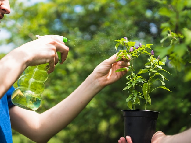 Giardiniere che spruzza acqua sulla pianta in vaso