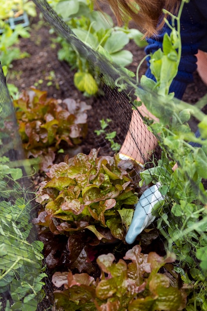 Giardiniere del primo piano che prende cura delle piante