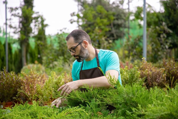 Giardiniere di mezza età premuroso che esamina le piante sempreverdi. Uomo dai capelli grigi in occhiali da vista che indossa camicia blu e grembiule che crescono piccoli tuja in serra. Giardinaggio commerciale e concetto estivo