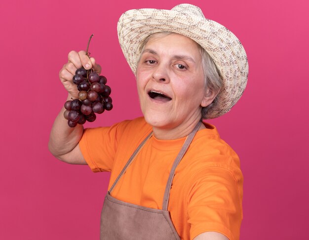 Giardiniere femminile anziano soddisfatto che indossa cappello da giardinaggio tenendo il grappolo d'uva e guardando la telecamera prendendo selfie sul rosa