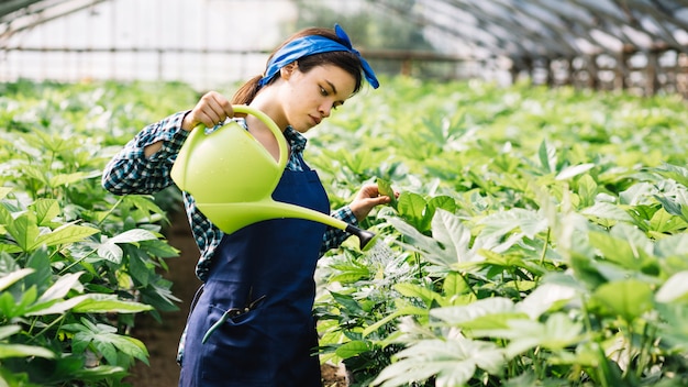 Giardiniere femminile che versa acqua sulle piante in serra