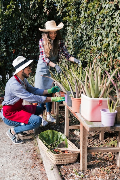 Giardiniere femminile e maschio che si prende cura delle piante di aloevera sulla tavola nel giardino