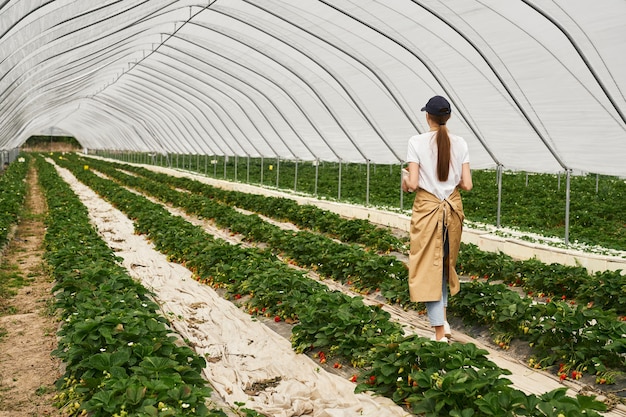 Giardiniere femminile in grembiule che cammina alla piantagione di fragole