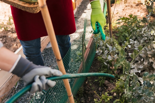 Giardiniere maschio che guida la sua amica ad innaffiare la pianta con il tubo flessibile