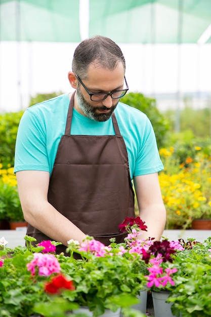 Giardiniere maschio concentrato che lavora con i pelargoni in serra