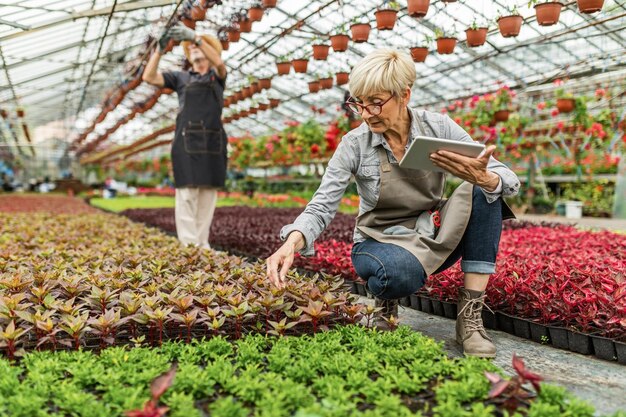 Giardiniere senior che lavora nel vivaio e utilizza la tavoletta digitale mentre esamina il fiore