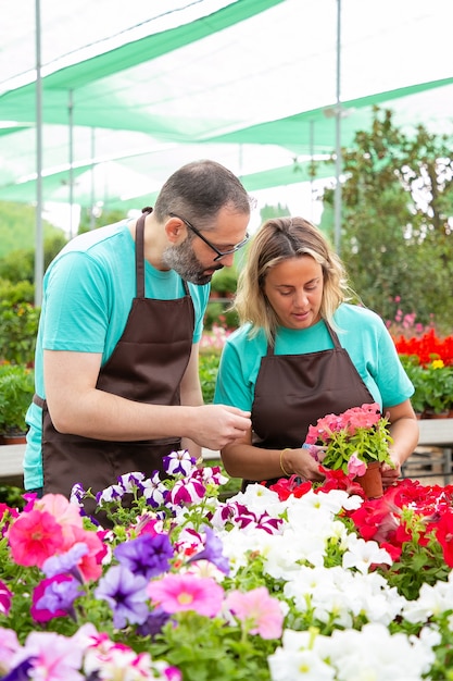 Giardinieri seri che lavorano in serra e controllano i fiori