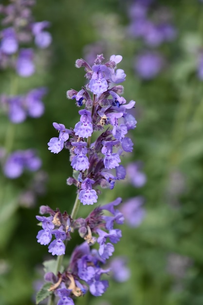 Giardino con fiori di erba gatta in fiore abbastanza viola chiaro.