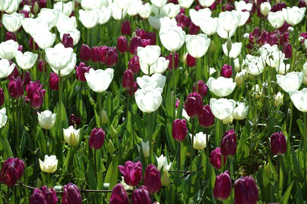 Giardino con tulipani viola e bianchi