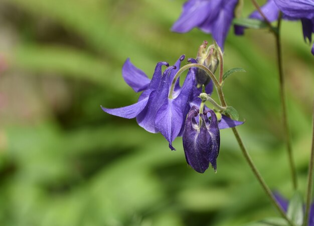 Giardino con un bel fiore di colombina viola.