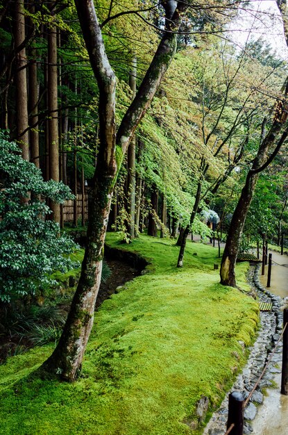 giardino del parco degli alberi in Giappone