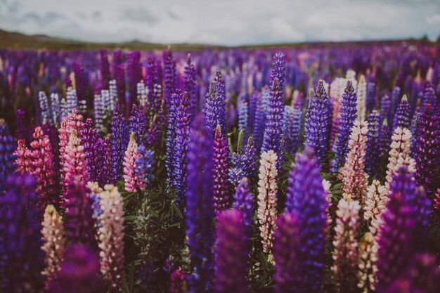 Giardino di lavanda in Nuova Zelanda sotto un cielo nuvoloso