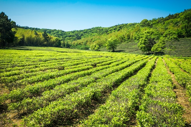 Giardino di tè verde, coltivazione collina