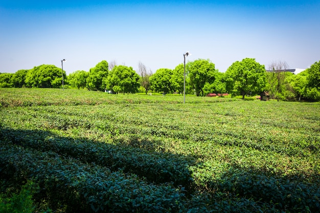Giardino di tè verde, coltivazione collina