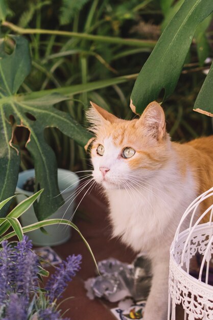 Giardino investigativo gatto