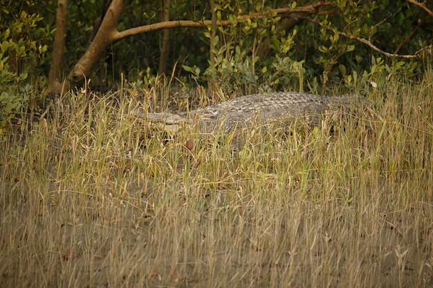 Gigantesco coccodrillo d'acqua salata catturato nelle mangrovie di Sundarbans in India
