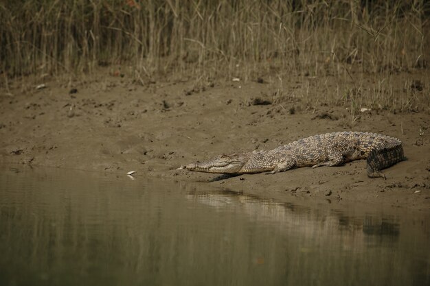 Gigantesco coccodrillo d'acqua salata catturato nelle mangrovie di Sundarbans in India