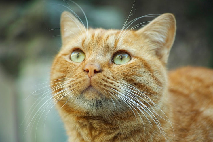 Foto gratuito ginger cat