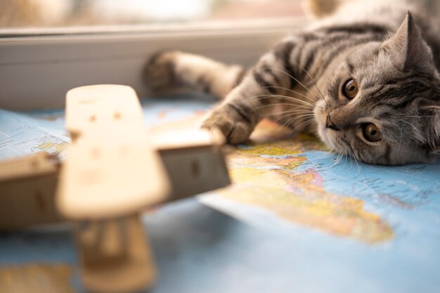 Giocattolo sfocato e gatto in appoggio su una mappa