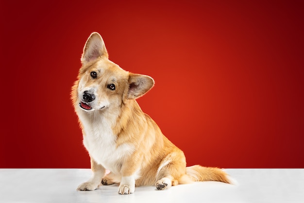 Giochiamo insieme. Il cucciolo di Welsh Corgi Pembroke è in posa. Cagnolino o animale domestico lanuginoso sveglio è seduto isolato su priorità bassa rossa. Servizio fotografico in studio. Spazio negativo per inserire il testo o l'immagine.