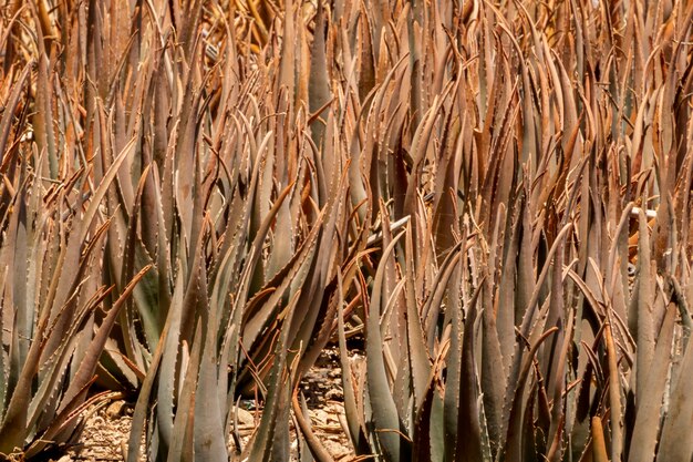 Giorno pieno di sole secco dell'aloe vera